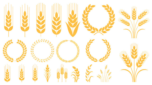 Golden wheat stalks and laurel wreaths for harvest festival and agriculture design