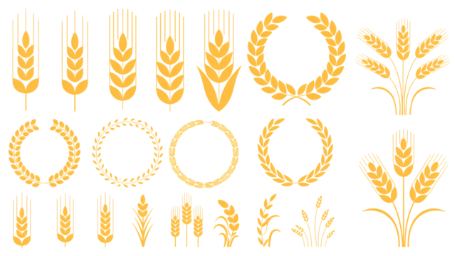 Golden wheat stalks and laurel wreaths for harvest festival and agriculture design
