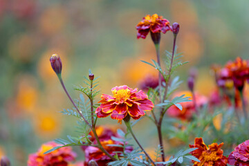 Marigolds in full, glorious bloom