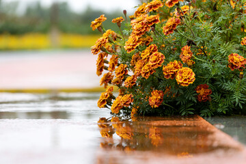 Marigolds in full, glorious bloom