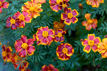 Marigolds in full, glorious bloom