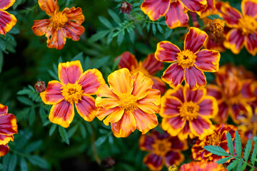 Marigolds in full, glorious bloom