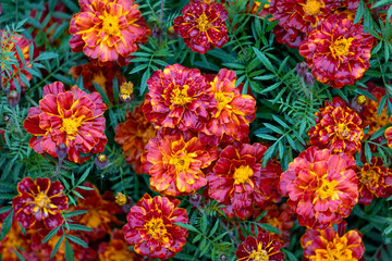 Marigolds in full, glorious bloom