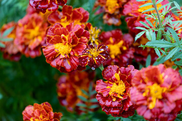 Marigolds in full, glorious bloom