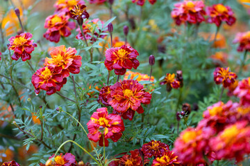 Marigolds in full, glorious bloom