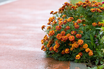 Marigolds in full, glorious bloom