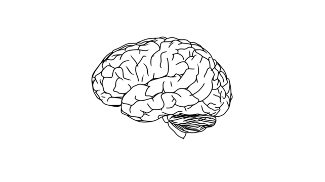 Human Brain Anatomy Illustration on Transparent Background
