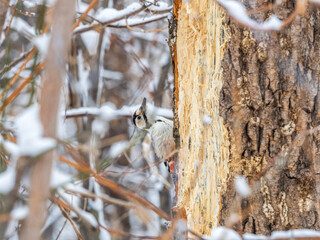 Little woodpecker sits on a tree trunk with snow in winter. The great spotted woodpecker, Dendrocopos major
