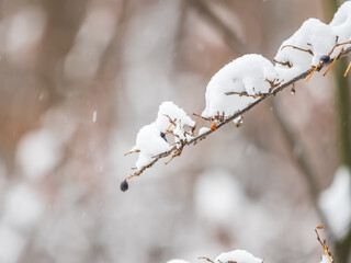 Tree branches in winter covered with snow and frost in snowfall. Frozen tree branches.