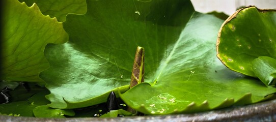 Close-up of vibrant green lily pads and a new bud in a tranquil pond