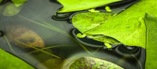 Close-up of lily pads floating on the surface of a pond