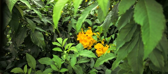 Vibrant yellow flowers bloom amidst lush green foliage in a natural setting