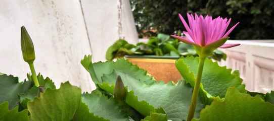 Beautiful pink lotus flower blooming in a garden setting