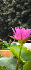 Vibrant pink lotus flower blooming in a pond with green leaves