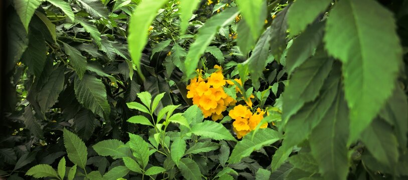 Vibrant yellow flowers bloom amidst lush green foliage in a natural setting