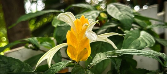 Close-up of a vibrant yellow and white lollipop plant flower in bloom