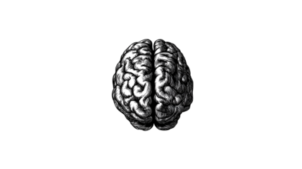 Human Brain Illustration on Transparent Background - Anatomy Concept