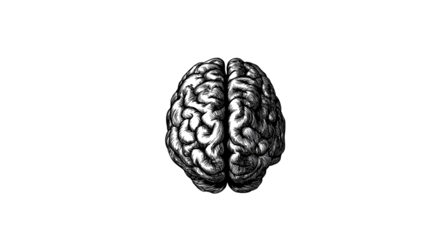 Human Brain Illustration on Transparent Background - Anatomy Concept - Powered by Adobe