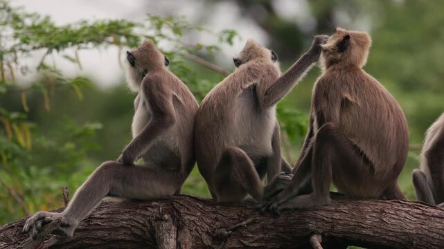 Gray langurs lat. Semnopithecus priam sit on a tree branch in Sri Lanka, gently grooming each other and showing peaceful social behavior in tropical jungle wildlife in slow motion video.