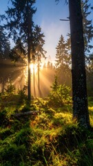Sunlit forest scene showing vibrant green vegetation and the sun shining brightly through the trees with beams of light