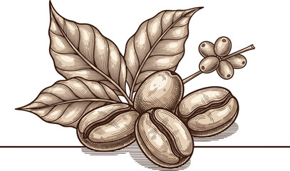 Vintage Engraving Coffee Bean and Leaf Vector: Hand-Drawn Sketch of Arabica or Robusta Grains, Berry, and Plant for Organic Food, Cafe, and Caffeine Graphics