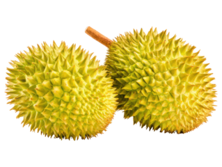 Durian's Dual Delight: Two ripe durians, showcasing their spiky exterior, vibrant hues, and unique stem, create a compelling food display. 