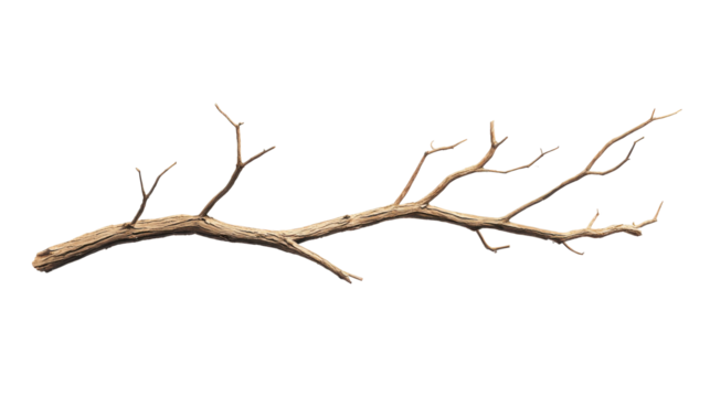 Dried Branch: A detailed view of a dried branch against an uncluttered backdrop, emphasizing the natural patterns and textures of the aged wood. 