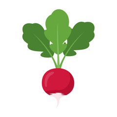 Fresh Red Radish with Green Leaves Isolated on White Background.