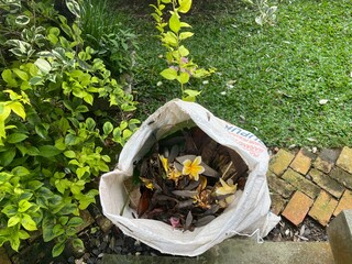 Frangipani Flowers and Garden Waste in Woven Sack – Outdoor Environmental Photography, Natural Light, Close-Up Composition