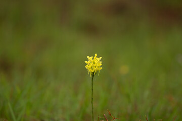 yellow flower in the grass