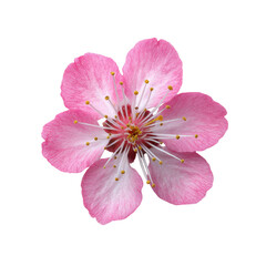 Detailed pink blossom with white stamens isolated against black