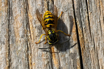 Eine Deutsche Wespe in der Draufsicht auf Holz sitzend