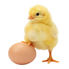 Fototapeta premium Adorable newborn chick perched on a simple egg with pristine isolated background