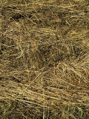 Dry yellow grass scattered across a field during daylight hours in a rural area