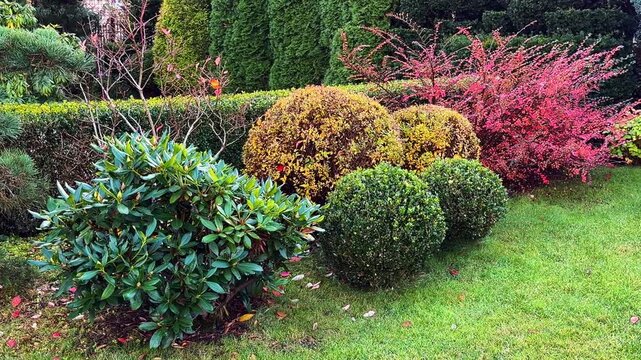 A vibrant, professionally landscaped garden in autumn featuring a plush lawn, diverse evergreens, a Fan Cotoneaster with red leaves, and clipped yellow Spiraea spheres for decorative contrast.