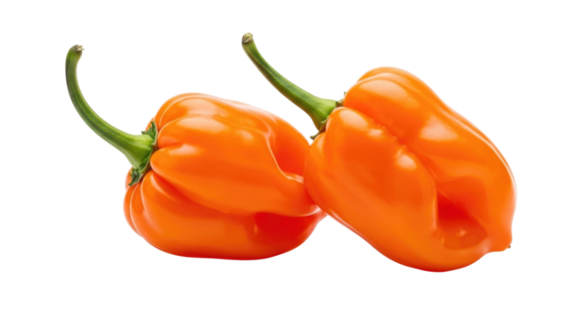 Two habanero peppers transparent background cutout png