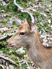 森の静けさに佇む鹿