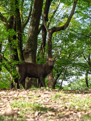 森の静けさに佇む鹿