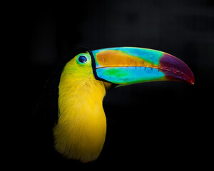 Vivid close-up portrait of a keel-billed toucan with its iconic rainbow-colored beak and bright plumage isolated on a dark background.