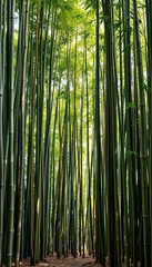 Fototapeta premium Towering bamboo stalks create a dense, green wall in a natural setting, offering a sense of enclosure, stalks, outdoors