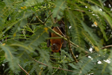 An Indian fruit bat (Pteropus medius) captured through spot focus, hanging upside down from a tree branch amidst lush green foliage. 