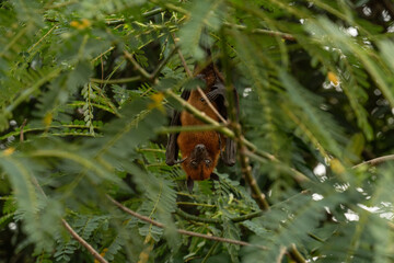 An Indian fruit bat (Pteropus medius) captured through spot focus, hanging upside down from a tree branch amidst lush green foliage. 