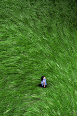 Aerial photography of a girl walking on a long grassland