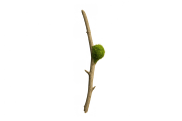 Natural moss growing on a small tree branch with green fuzzy texture, isolated on a transparent background