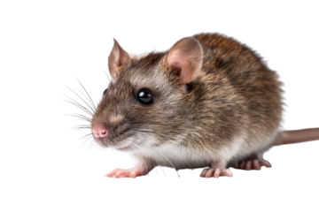 Close-up of a brown rat