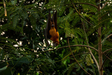 An Indian fruit bat (Pteropus medius) captured through spot focus, hanging upside down from a tree branch amidst lush green foliage. 