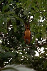 An Indian fruit bat (Pteropus medius) captured through spot focus, hanging upside down from a tree branch amidst lush green foliage. 