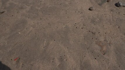 We see insects with holes in the sand moving all over the place.