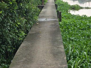 the path in the garden.