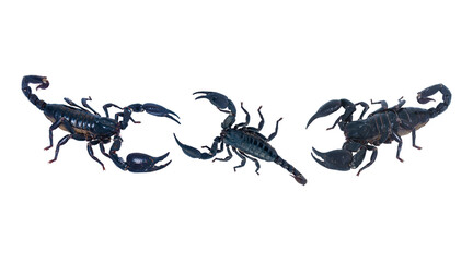 Black scorpion isolated on transparent background for graphic design.